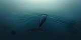 North Atlantic right whale faces threats from entanglements ship strikes and changing ocean conditions due to climate change. Concept Endangered Species, Conservation Efforts, Maritime Safety