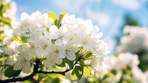 Ambiance printanière, fleurs blanches, sur les branches d'un arbre, cerisier. Arrière-plan de flou et lumière claire, ensoleillé. Printemps, été. Pour conception et création graphique © FlyStun