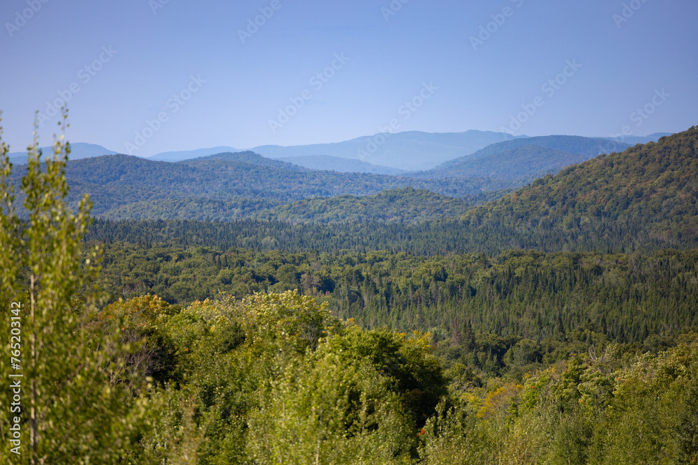 Forêt, arbres, panorama, horizontal