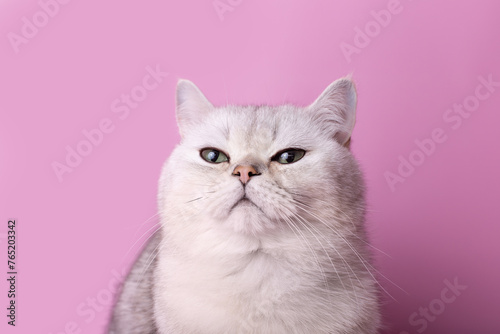 A close-up of a serious white cat, highlighted on a pink background, looks away