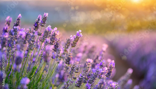 Close-up of field of lavender flowers with sunset. Beautiful nature. Spring season.