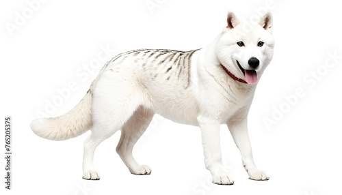 PNG Lassie , Balto , Hachiko , Dog isolated on transparent background. Concept of animals. Animals PNG © Saqib
