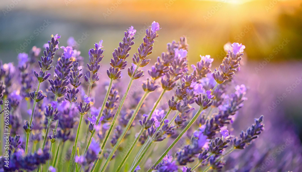 Naklejka premium Close-up of field of lavender flowers with sunset. Beautiful nature. Spring season.