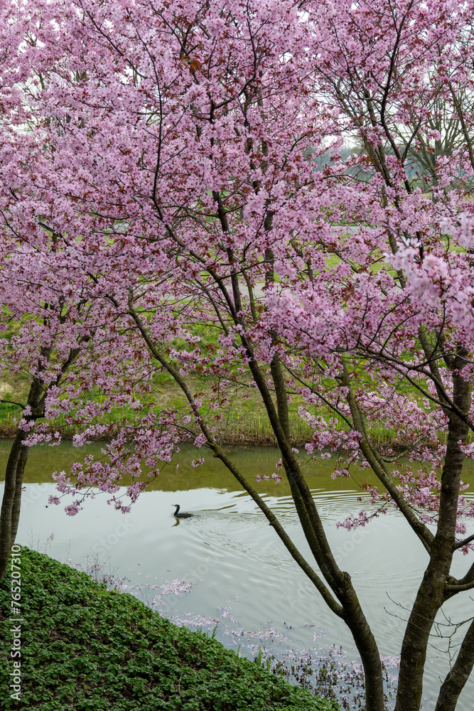 Spring blossom of pink sakura cherry tree in Japan Spring blossom of pink sakura cherry tree in Japan