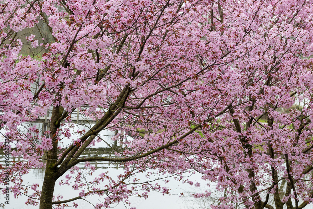 Spring blossom of pink sakura cherry tree in Japan Spring blossom of pink sakura cherry tree in Japan