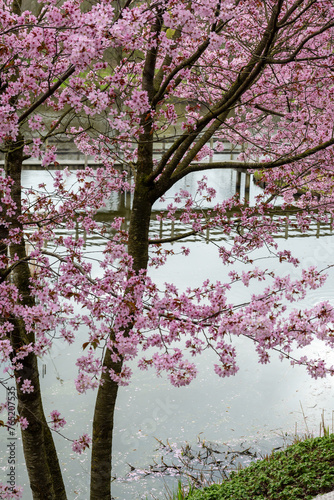 Spring blossom of pink sakura cherry tree in Japan and wooden bridge on background