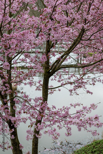 Spring blossom of pink sakura cherry tree in Japan