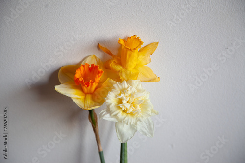 Photo of 3 types of daffodil buds on a white background
