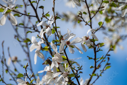 Spring blossom of white magnolia tree in sunny day with blue sky, seasonal flowers