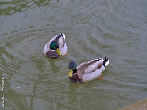 duck in the water