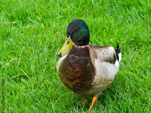 duck on the grass
