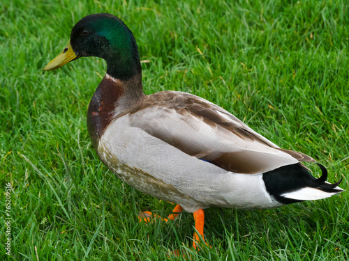 duck on the grass