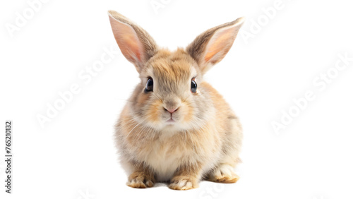 Fluffy white rabbit on white background