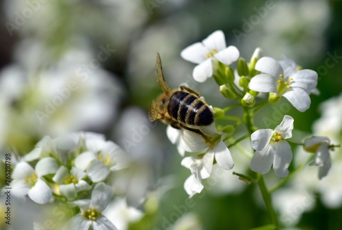Biene auf weißen Gänsekresse-Blüten