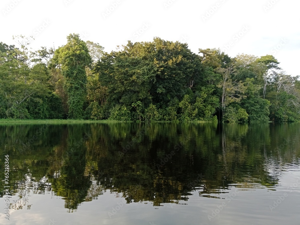 la belleza de un bosque amazónico reflejado en el agua