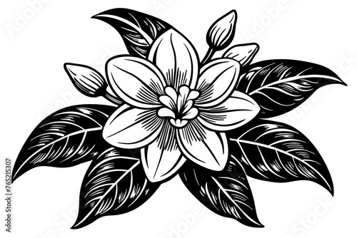 Fototapeta Naklejka Na Ścianę i Meble -  Jasmine Flower silhouette  vector art illustration