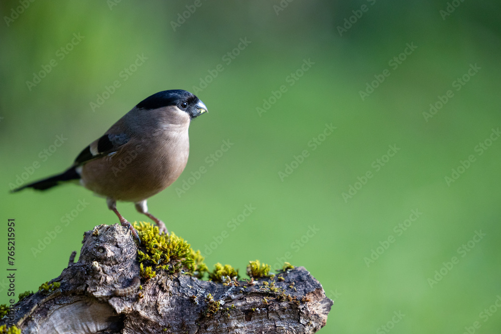 Naklejka premium Female Bullfinch (Pyrrhula pyrrhula) perched on a log in Spring, Yorkshire, UK in March