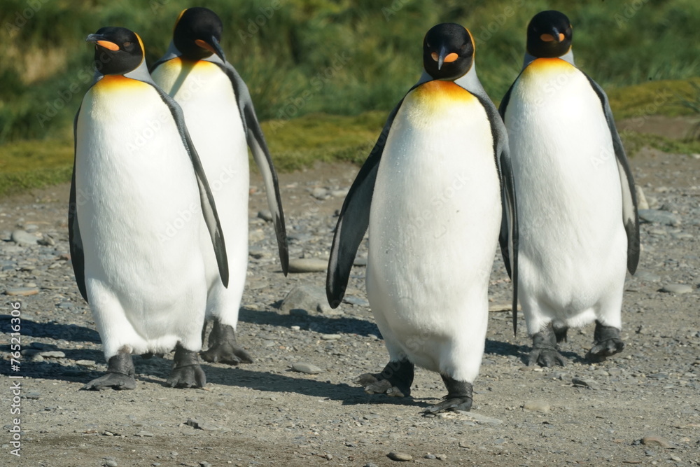 Fototapeta premium King Penguins in Antarctica
