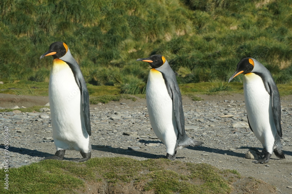 Fototapeta premium King penguins in South Georgia