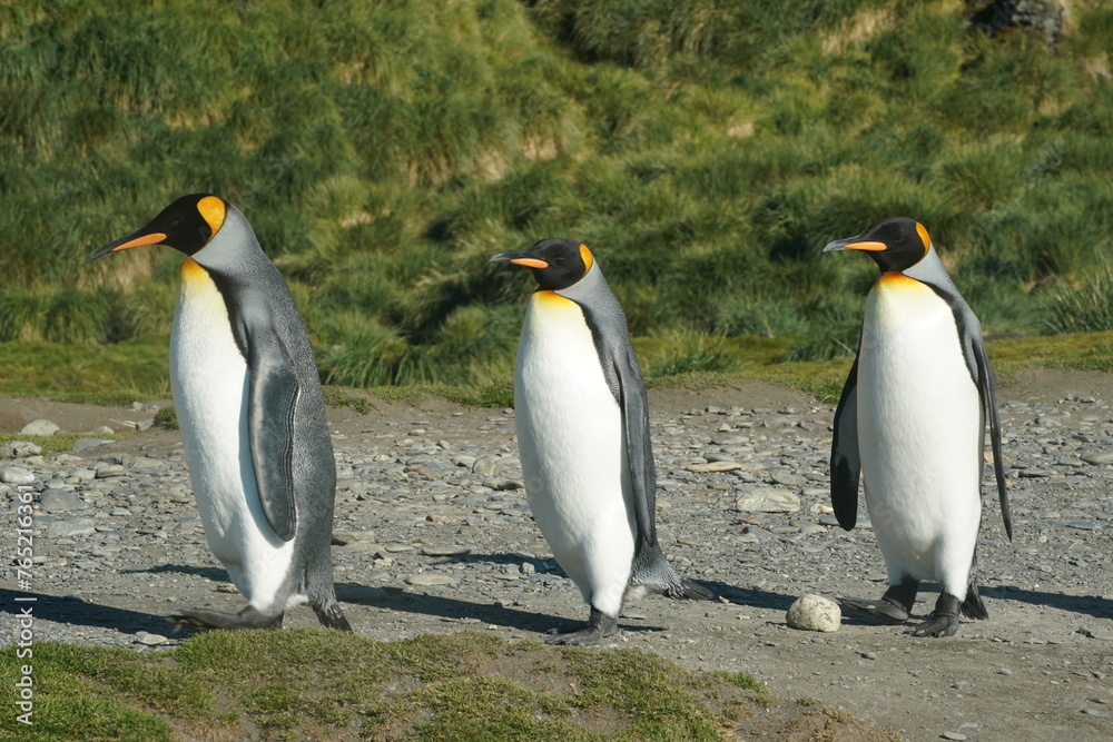 Fototapeta premium King penguins in Antarctica