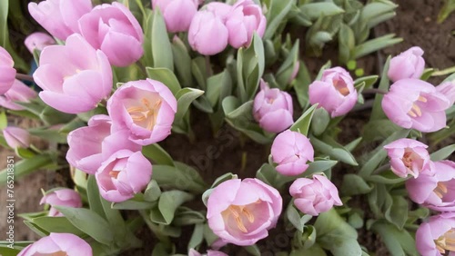 many pink tulips in a greenhouse with lots of foliage