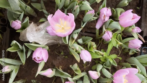 many pink tulips in a greenhouse with lots of foliage