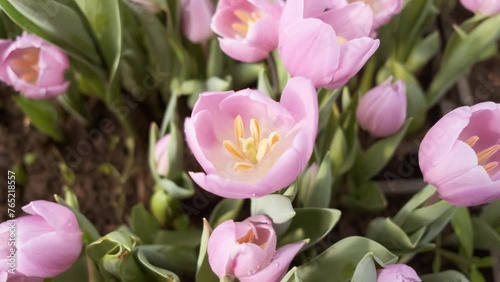 many pink tulips in a greenhouse with lots of foliage