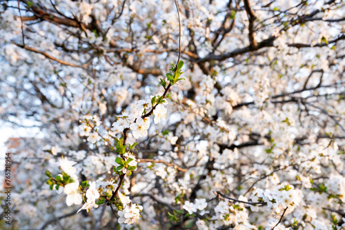 Branches of white blossoming almond tree