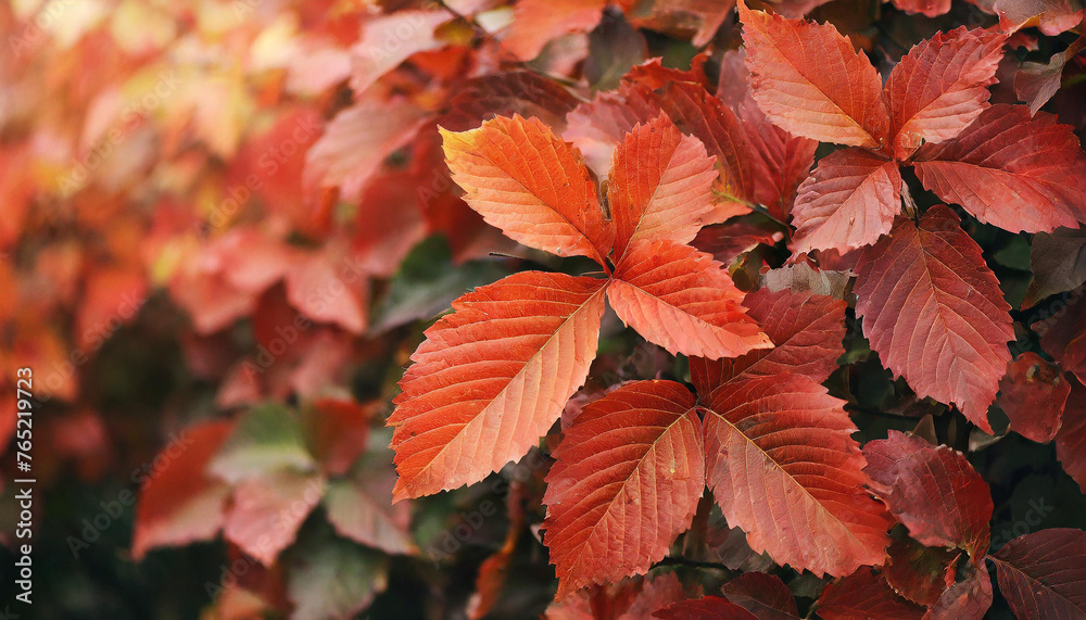 Close-up of vibrant red-orange leaves. Autumn season. Natural backdrop. Close-up of vibrant red-orange leaves. Autumn season. Natural backdrop.
