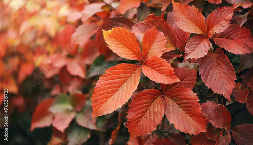 Close-up of vibrant red-orange leaves. Autumn season. Natural backdrop.
