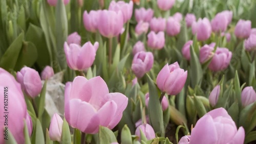 many pink tulips in a greenhouse with lots of foliage
