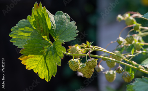 Unripe Strawberries Hanging on Plant with Green Leaves