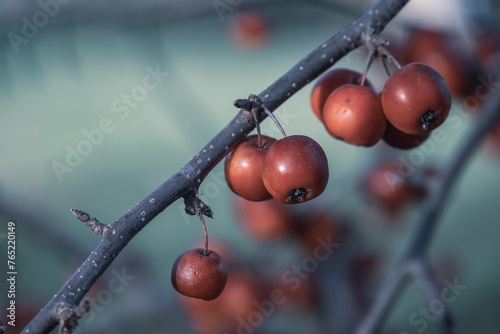 Red Berries on Bare Branches