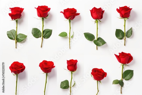 An organized row of red roses against a white background  representing love  beauty  and elegant simplicity. Red Roses in a Row on White Background