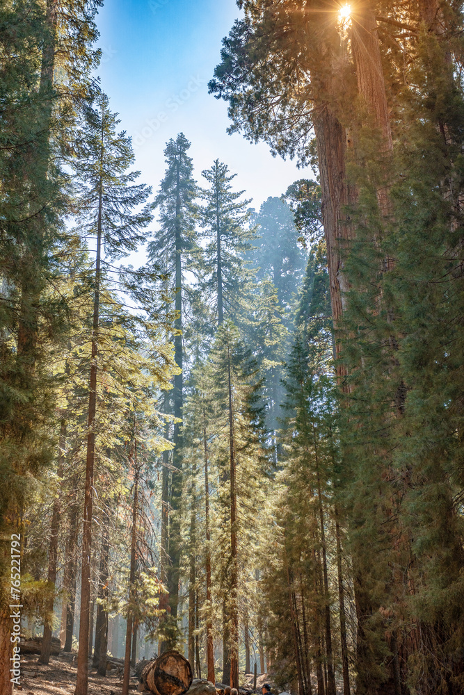 Sequoia Trees  
