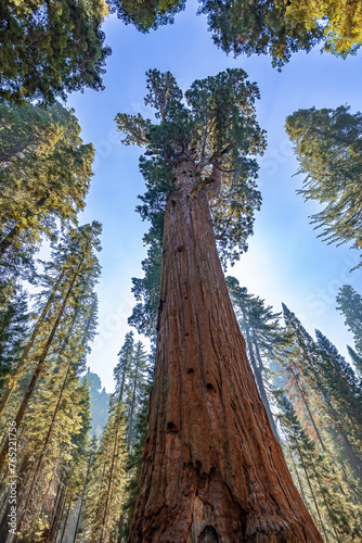 Looking up at Sequoia Trees   © Terri Cage 