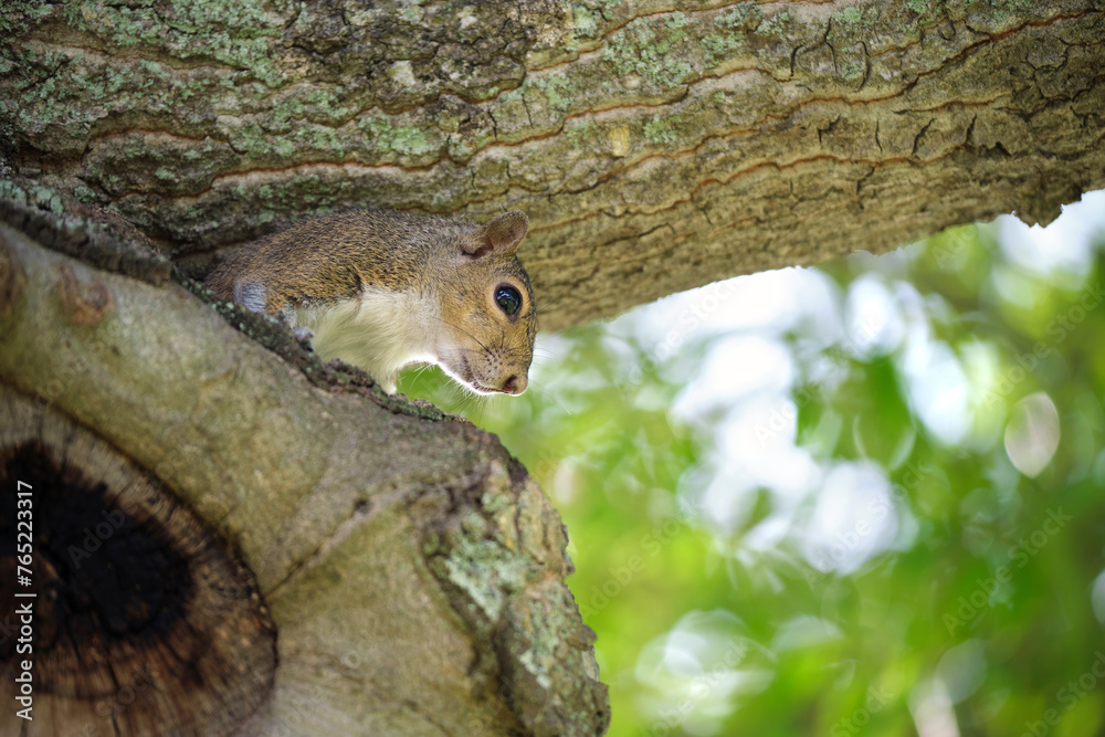 Beautiful wild gray squirrel hiding on tree in summer town park Beautiful wild gray squirrel hiding on tree in summer town park