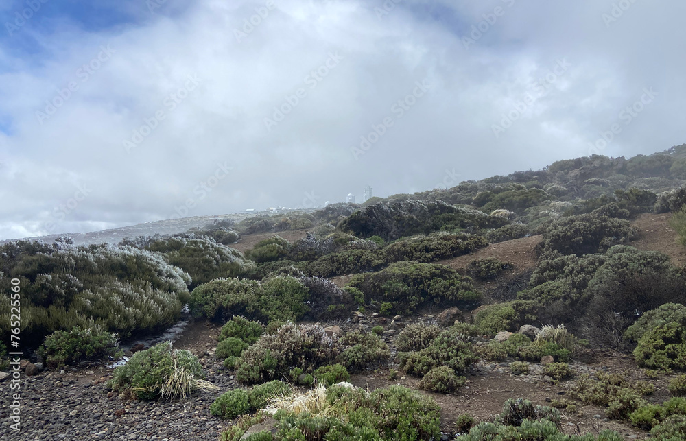 View of Teide National Park on a cold snowy day with mountain plants covered by ice. Tenerife,Canary Islands,Spain.Selective focus.