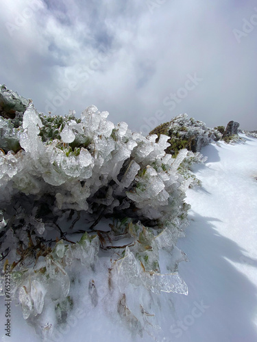 Branches of endemic broom plant or Spartocytisus supranubius covered by ice in Teide National Park, Tenerife.Cold spring morning in mountains.Selective focus. photo