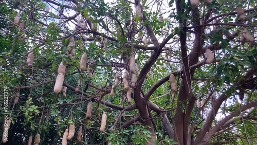Sausage Tree Kigelia pinnata fruits. Kigelia africana photo