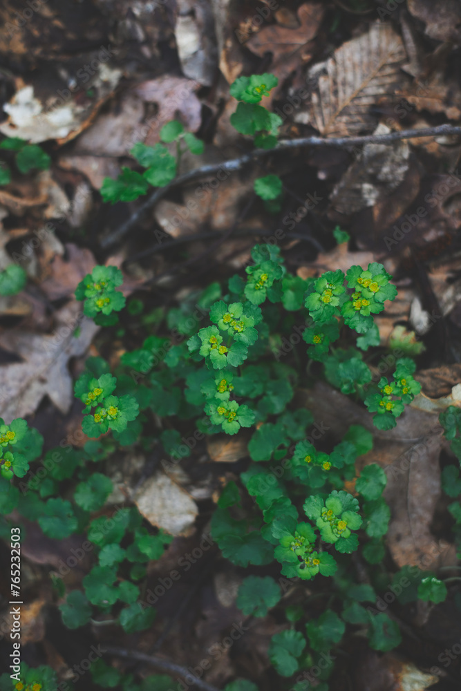 Chrysosplenium alternifolium blooms in the wild in spring Chrysosplenium alternifolium blooms in the wild in spring
