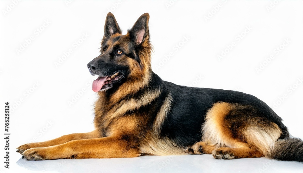 german shepherd dog - Canis lupus familiaris - domestic animal commonly trained for police force in America. isolated on white background laying down looking away from camera