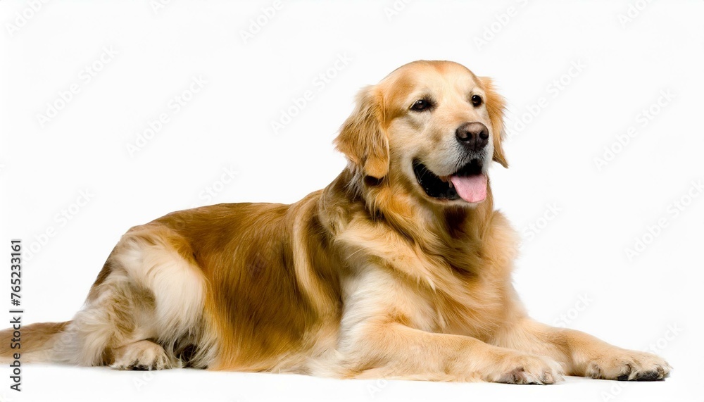 Golden Retriever dog - Canis lupus familiaris - great popular family domestic animal good with children isolated on white background tongue out while panting, laying and looking towards camera