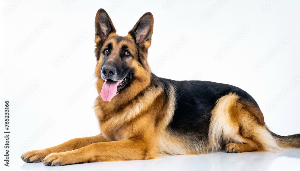 german shepherd dog - Canis lupus familiaris - domestic animal commonly trained for police force in America. isolated on white background laying down looking away from camera