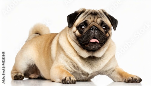 young Pug Dog - Canis familiaris lupus - cute adorable tan and black color isolated on white background laying down looking at camera panting with tongue out © Chase D’Animulls