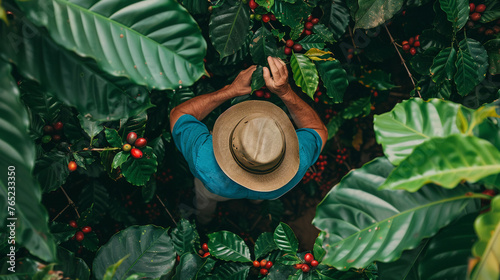 Coffee plantation scene with worker viewed from above. photo