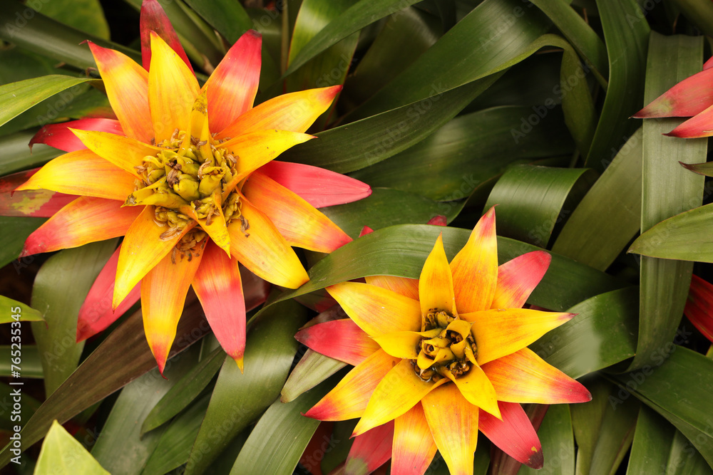 Obraz premium Beautiful exotic plants Bromelia in nature