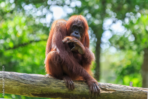 orangutans or pongo pygmaeus is the only asian great found on the island of Borneo and Sumatra photo