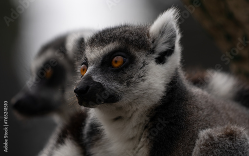 Close up of a Lemur © Daniel Thomas