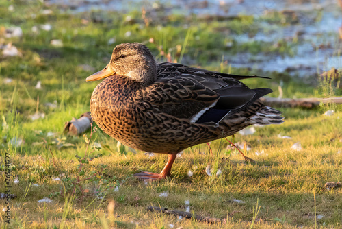 Female mallard duck (Anas platyrhynchos) standing on the edge of a lake in Pinetop, Arizona. Grass, water in background. 
 photo